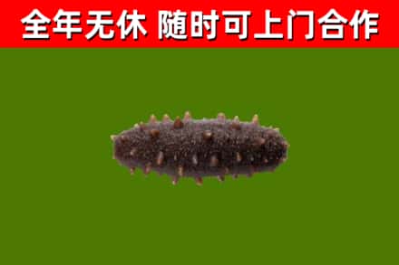 无棣回收海参干